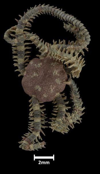 Media type: image;   Invertebrate Zoology OPH-5055 Description: Top down view of single ophiuroid specimen with a scale bar.;  Aspect: dorsal